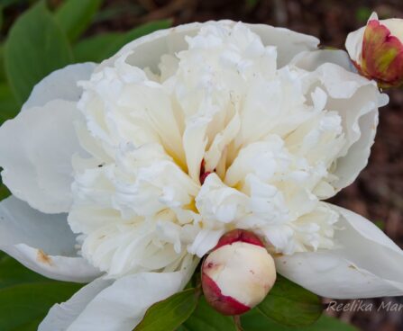 1023_7584_Paeonia_lactiflora_Immaculee__2.JPG