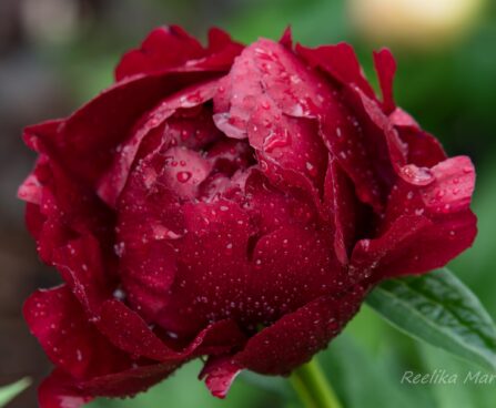 1024_8681_Paeonia_lactiflora_Buckeye_Belle_2.JPG