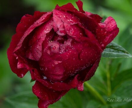 1024_8683_Paeonia_lactiflora_Buckeye_Belle_3.JPG