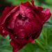 1024_8683_Paeonia_lactiflora_Buckeye_Belle_3.JPG