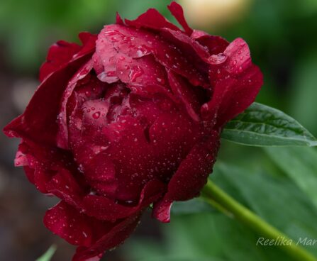 1024_8684_Paeonia_lactiflora_Buckeye_Belle.JPG