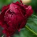 1024_8684_Paeonia_lactiflora_Buckeye_Belle.JPG