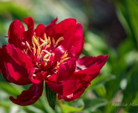 1024_8685_Paeonia_lactiflora_Buckeye_Belle_4.JPG