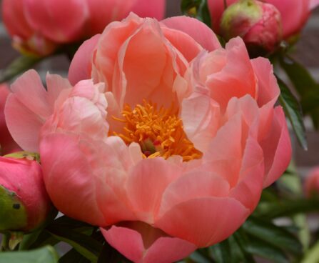 1025_10780_Paeonia_Coral_Charm-2-D_pojeng.jpg