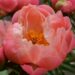 1025_10780_Paeonia_Coral_Charm-2-D_pojeng.jpg