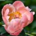 1025_7500_Paeonia_lactiflora_Coral_Charm_.JPG