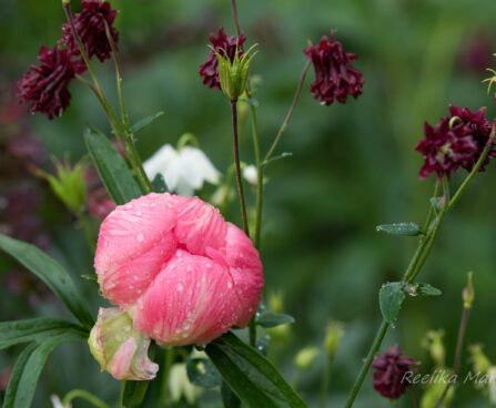 1025_8677_Paeonia_lactiflora_Coral_Charm_.JPG