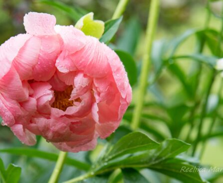 1025_8678_Paeonia_lactiflora_Coral_Charm__2.JPG