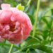 1025_8678_Paeonia_lactiflora_Coral_Charm__2.JPG