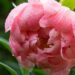 1025_8679_Paeonia_lactiflora_Coral_Charm__3.JPG