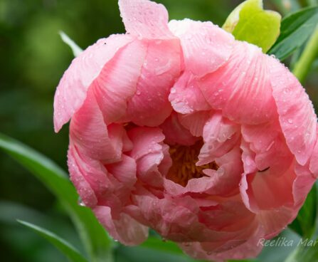 1025_8680_Paeonia_lactiflora_Coral_Charm__4.JPG