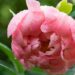 1025_8680_Paeonia_lactiflora_Coral_Charm__4.JPG