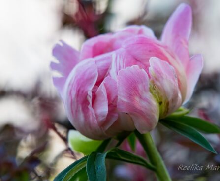 1025_8697_Paeonia_lactiflora_Coral_Charm_.JPG