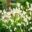 1026_10295_Dicentra_formosa_Aurora_kaunis_murtudsuda.jpg
