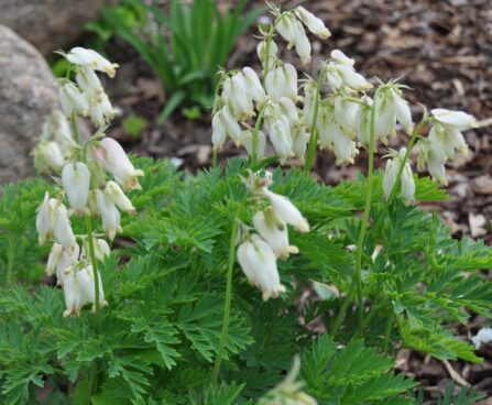 1026_2437_Dicentra_formosa_Aurora.JPG