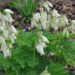 1026_2437_Dicentra_formosa_Aurora.JPG