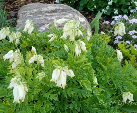 1026_7268_Dicentra_formosa_Aurora.JPG