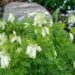 1026_7268_Dicentra_formosa_Aurora.JPG