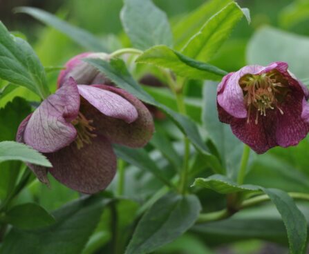 1028_2434_Helleborus_Spotted_Hybrids.JPG