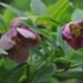 1028_2434_Helleborus_Spotted_Hybrids.JPG