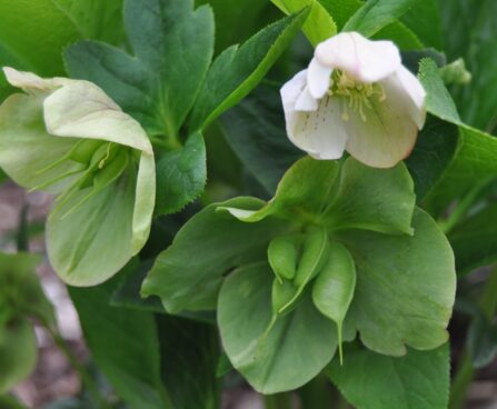 1028_2435_Helleborus_Spotted_Hybrids_2.JPG