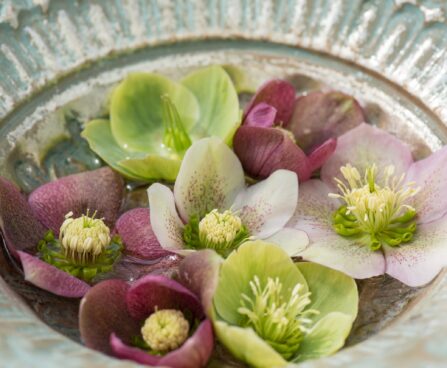 1028_8711_Helleborus_orientalis_Spotted_Hybrids.JPG