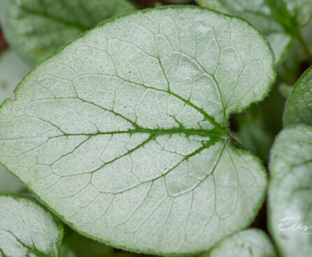 1030_11090_Brunnera_macrophylla_Looking_Glass_suurelehine_brunnera.jpg