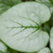 1030_11090_Brunnera_macrophylla_Looking_Glass_suurelehine_brunnera.jpg