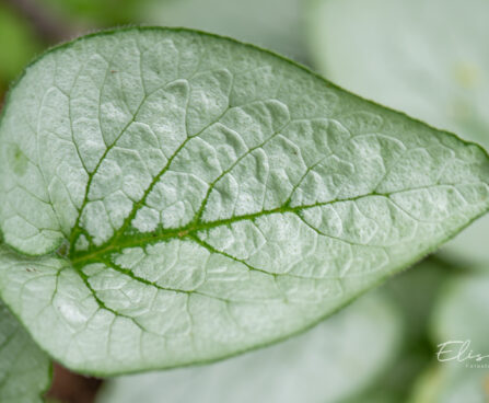 1030_11091_Brunnera_macrophylla_Looking_Glass_suurelehine_brunnera_2.jpg