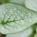 1030_11091_Brunnera_macrophylla_Looking_Glass_suurelehine_brunnera_2.jpg