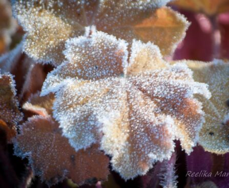 1039_4215_Heuchera_caramel.jpg