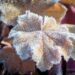 1039_4215_Heuchera_caramel.jpg