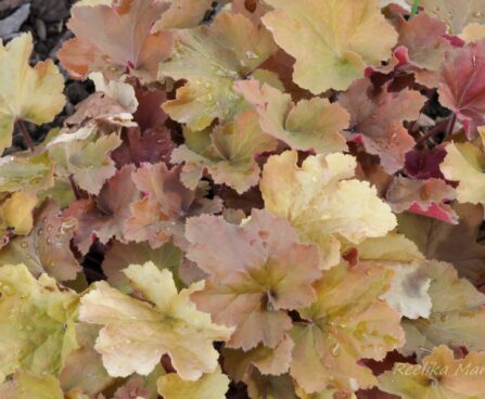 1039_4482_Heuchera_Caramel.jpg