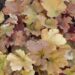 1039_4482_Heuchera_Caramel.jpg