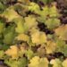 1039_6669_Heuchera_Caramel_.JPG