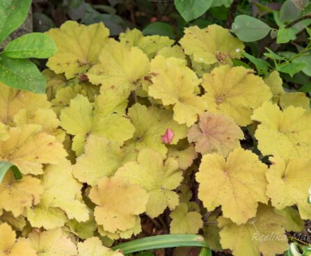 1039_8635_Heuchera_Caramel_.JPG