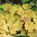 1039_8635_Heuchera_Caramel_.JPG