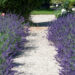 1042_10713_Lavandula_angustifolia_lavendel_3.jpg