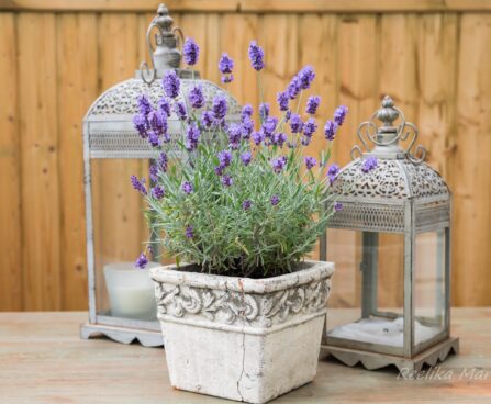 1042_7460_Lavandula_angustifolia_Hidcote_Blue_.JPG