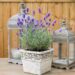 1042_7460_Lavandula_angustifolia_Hidcote_Blue_.JPG