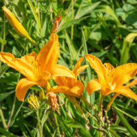 Hemerocallis lilioasphodelus kollane päevaliilia