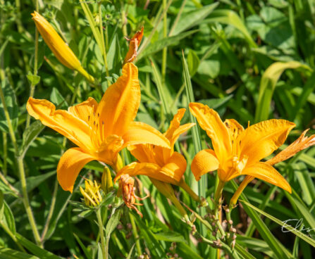 Hemerocallis lilioasphodelus kollane päevaliilia