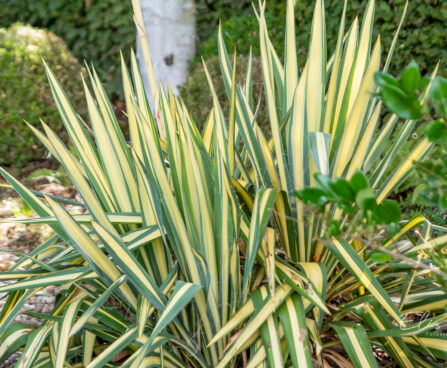 Yucca filamentosa `Bright Edge` kiluine tääkliilia (1)