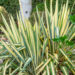 Yucca filamentosa `Bright Edge` kiluine tääkliilia (1)