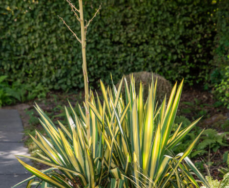 Yucca filamentosa `Bright Edge` kiluine tääkliilia (2)