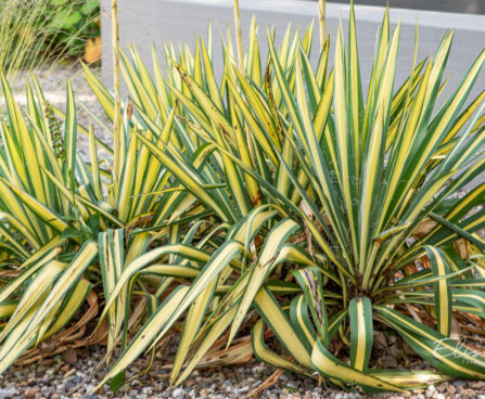 Yucca filamentosa `Bright Edge` kiluine tääkliilia (3)