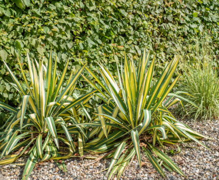 Yucca filamentosa `Bright Edge` kiluine tääkliilia (4)