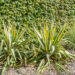 Yucca filamentosa `Bright Edge` kiluine tääkliilia (4)