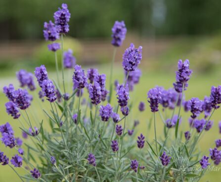 1042_7462_Lavandula_angustifolia_Hidcote_Blue__3.JPG