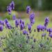 1042_7462_Lavandula_angustifolia_Hidcote_Blue__3.JPG